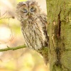 Pustik obecny - Strix aluco - Tawny Owl WS b6713